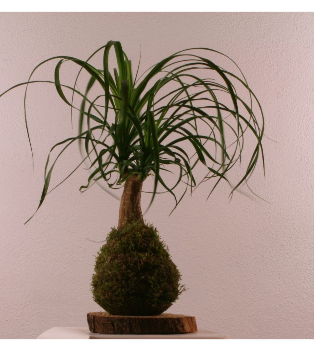 Planta Kokedama